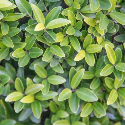 Japansk järnek Gren Hedge