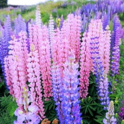 100x Liatris blauw-wit