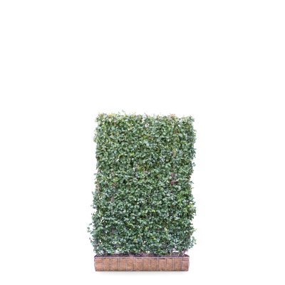Euonymus 'Dart's Blanket'