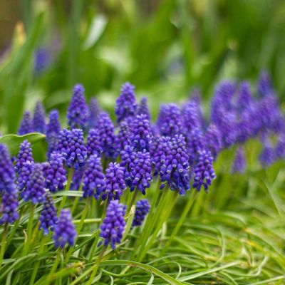 100 x Blauwe druifjes