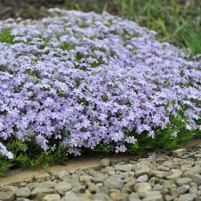 Mossflox 'Emerald Cushion Blue' 20x 