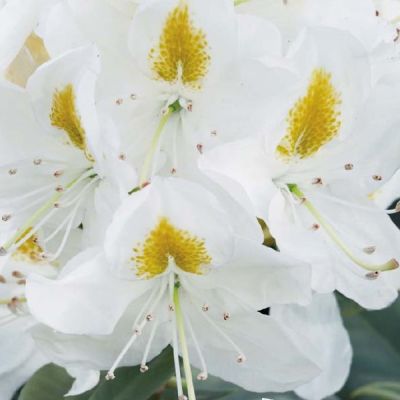 Rhododendron Madame Masson