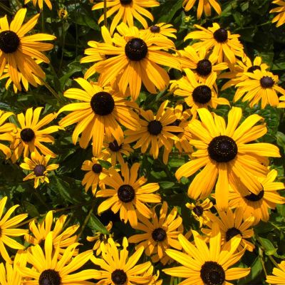 Strålrudbeckia 'Goldsturm' 20x