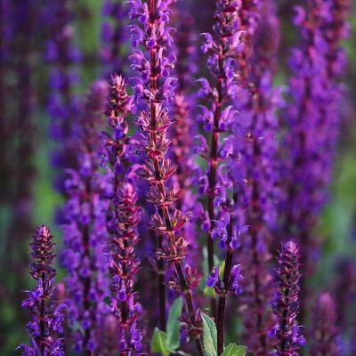 Stäppsalvia ‘Caradonna’ 20x