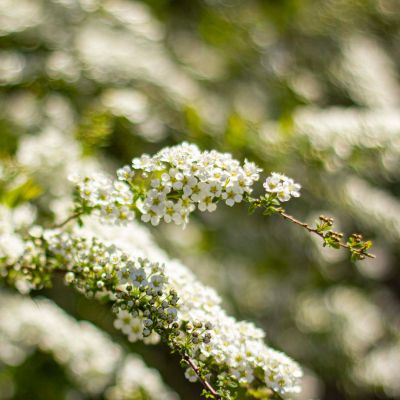 Norskspirea 'Grefsheim'