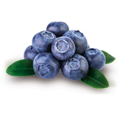 Heidelbeere 'Bluecrop'