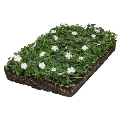 vit vintergröna planteringsmatta