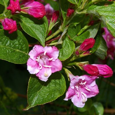 Prakttry 'Bristol Ruby'