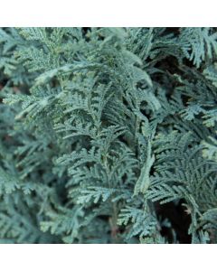 Ädelcypress Columnaris