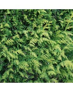 Ädelcypress Ivonne