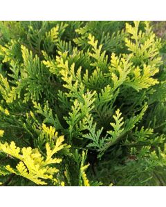 Ädelcypress Stardust