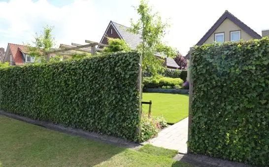 Hedera Helix 'Woerner' Fertighecke - Gemeiner Efeu