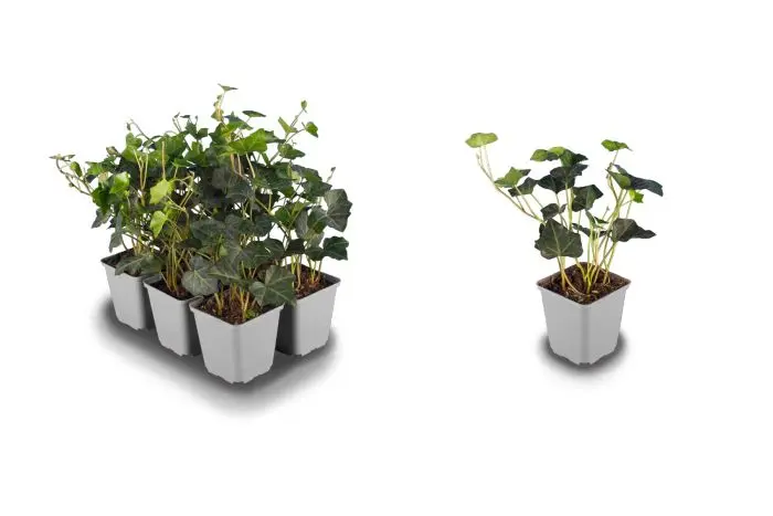 Bechora, hamma uni sikadi. Bechora, hamma uni sikadi.