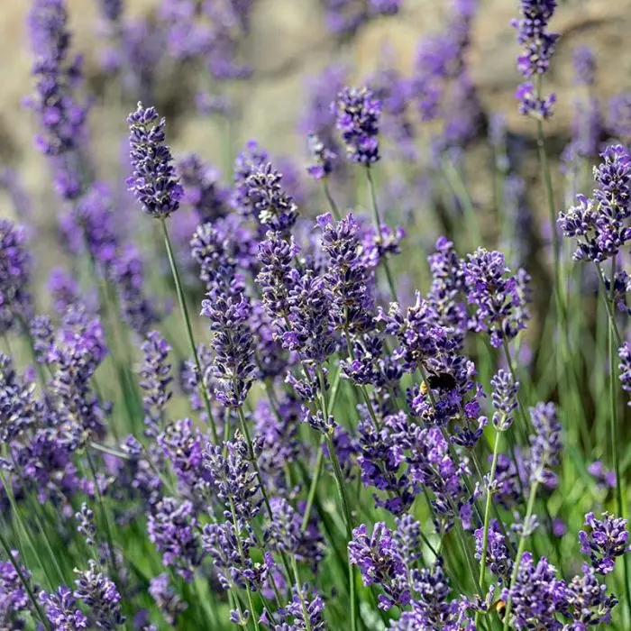 Lavandula