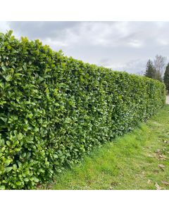 Lagerhägg Rotundifolia