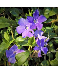 liten Vinca minor