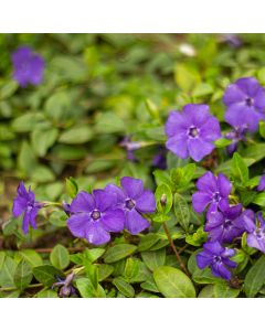 liten Vinca minor