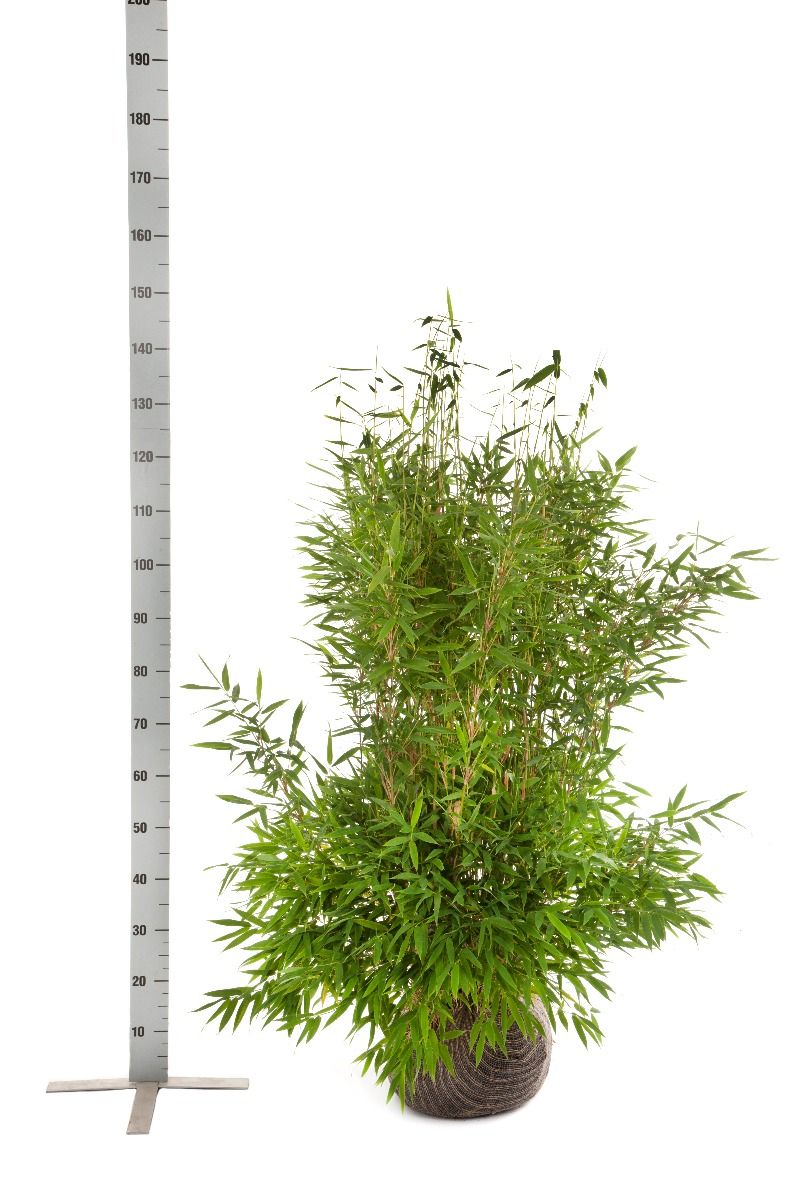Bamboe Fargesia 'Jumbo'