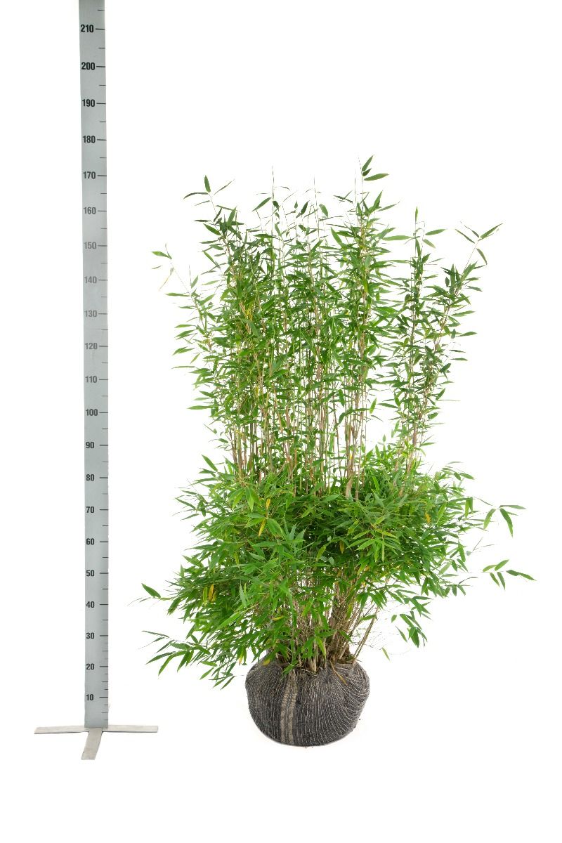Bamboe Fargesia 'Jumbo'