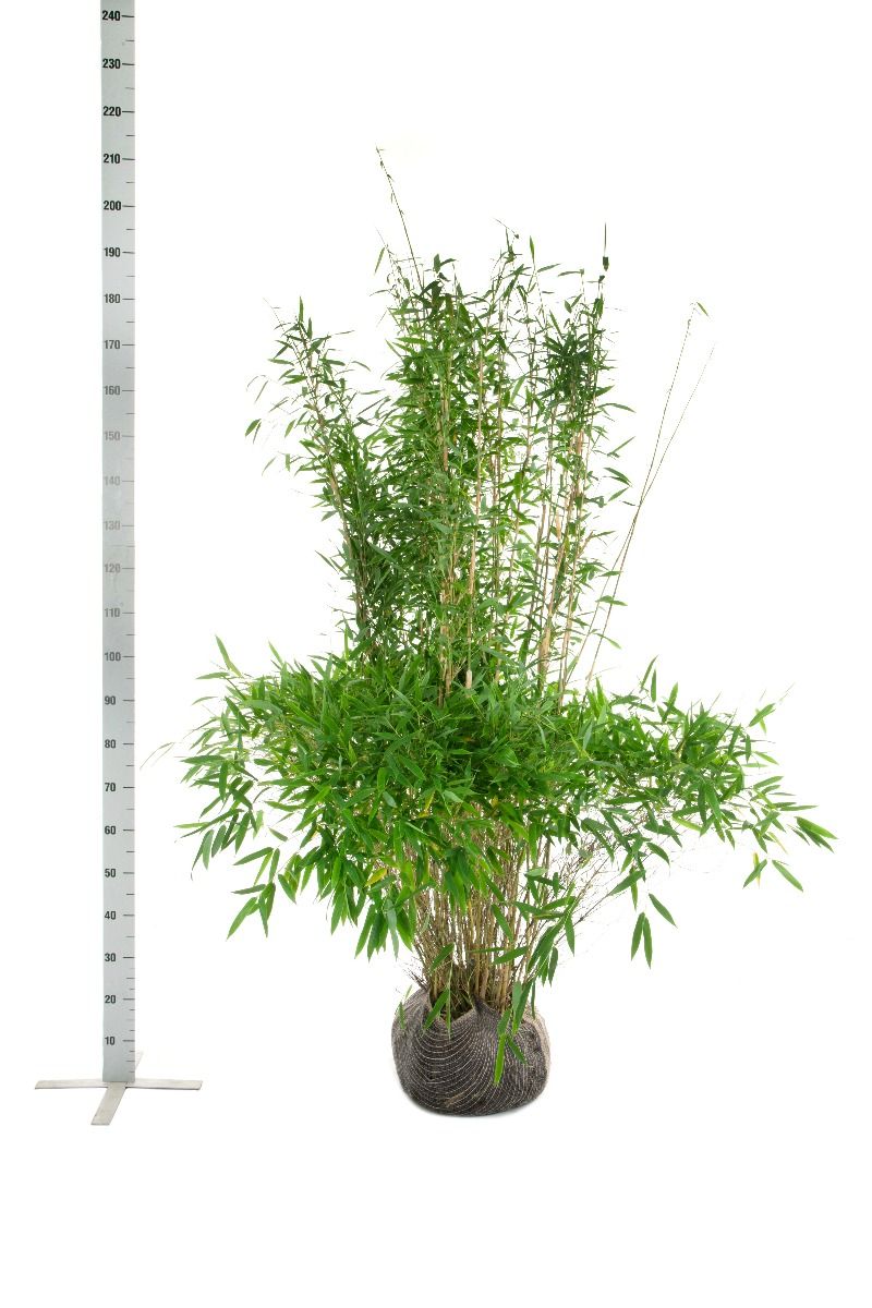 Bamboe Fargesia 'Jumbo'