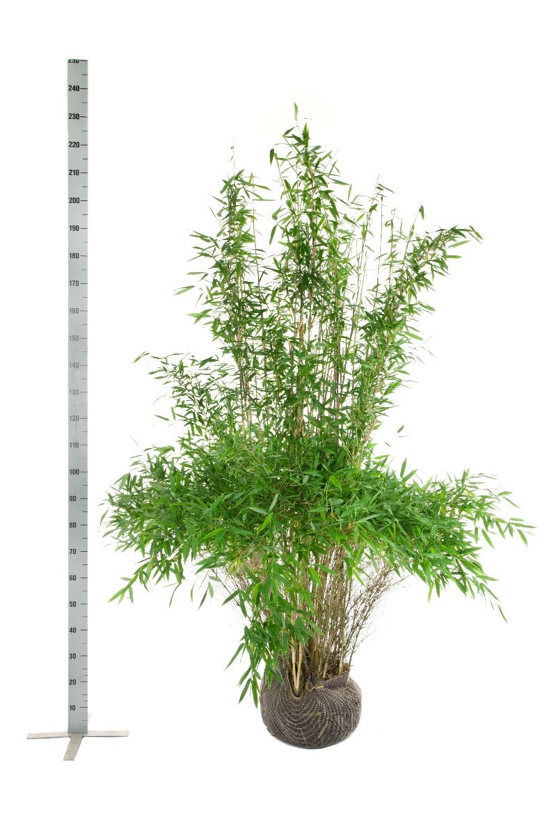 Bamboe Fargesia 'Jumbo'