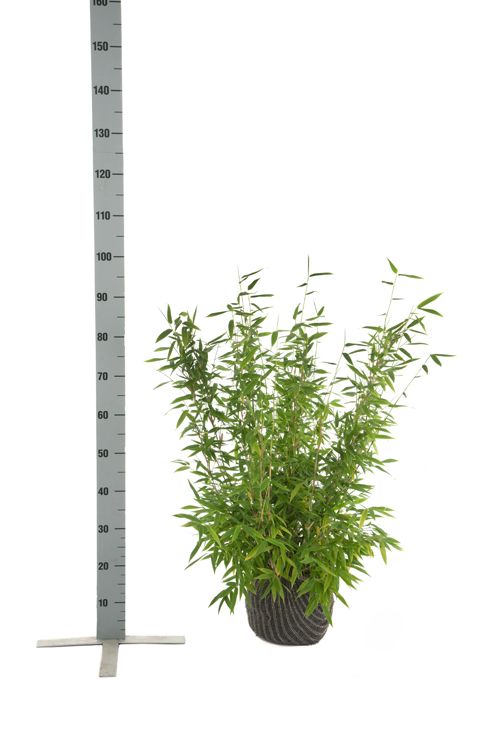 Bamboe Fargesia 'Jumbo'