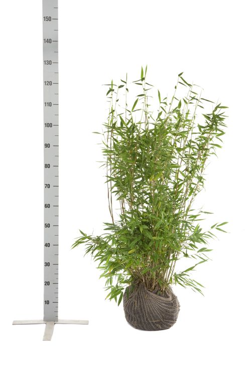 Bamboe Fargesia 'Jumbo'