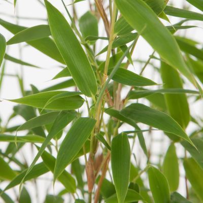 Bambu Fargesia 'Jumbo'