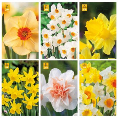 Paket blomsterlök Narciss