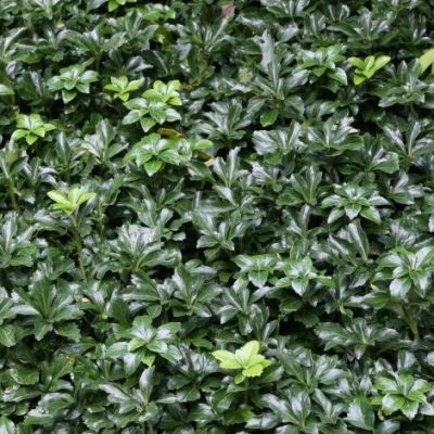 Skugg-gröna ‘Green Carpet’ 