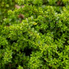 black pepper plant Black Pearl Ornamental Pepper – Pinetree Garden Seeds main image 1